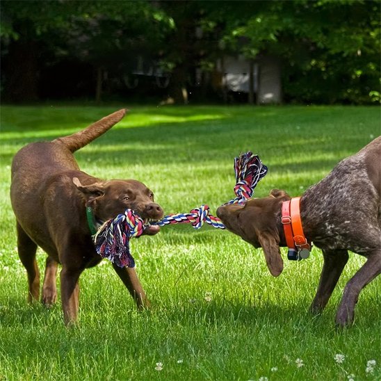 Jouet chien indestructible