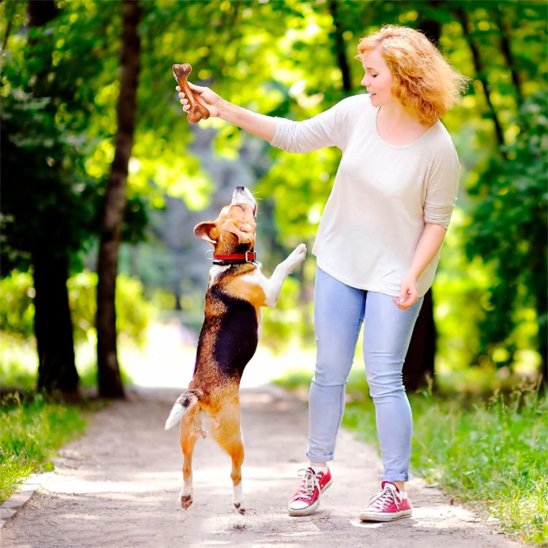 Jouet chien indestructible