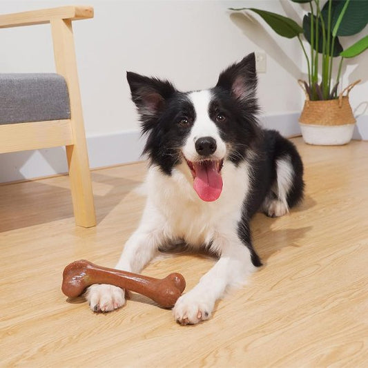 Jouet chien indestructible