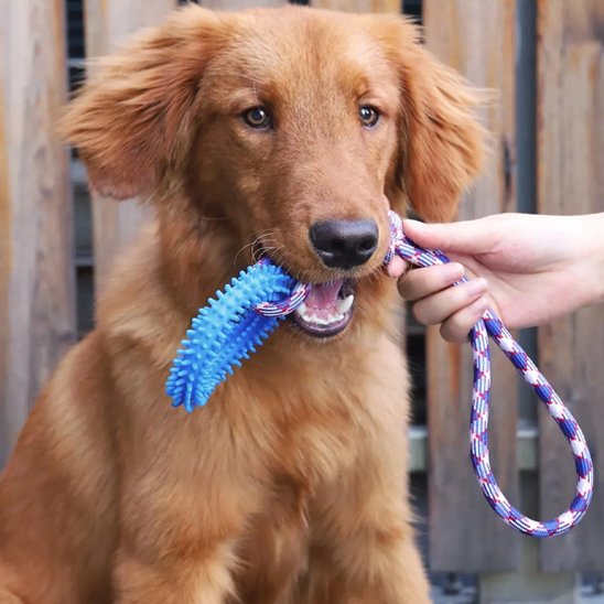 Jouet chien