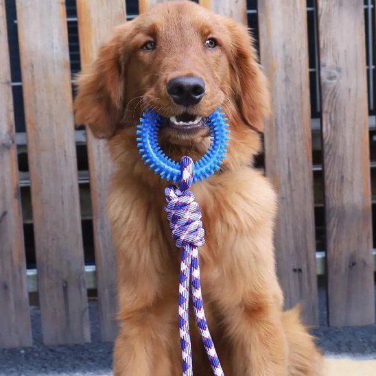 Jouet chien