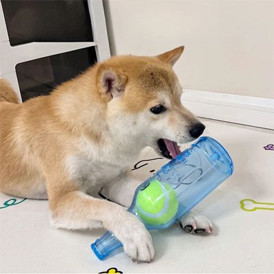 Jouet Chien