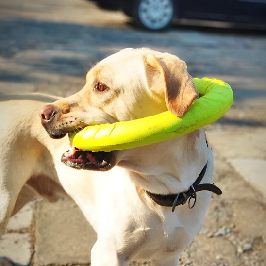 Jouet pour chien