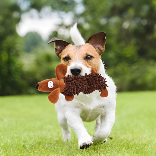 Jouet pour chien