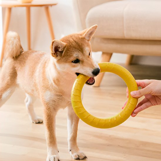 Jouet pour chien