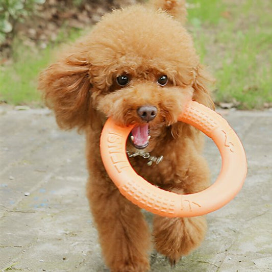 Jouet pour chien