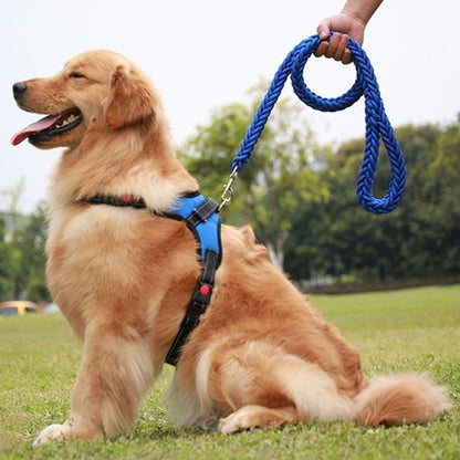 Laisse chien