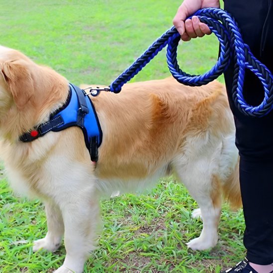 Laisse chien