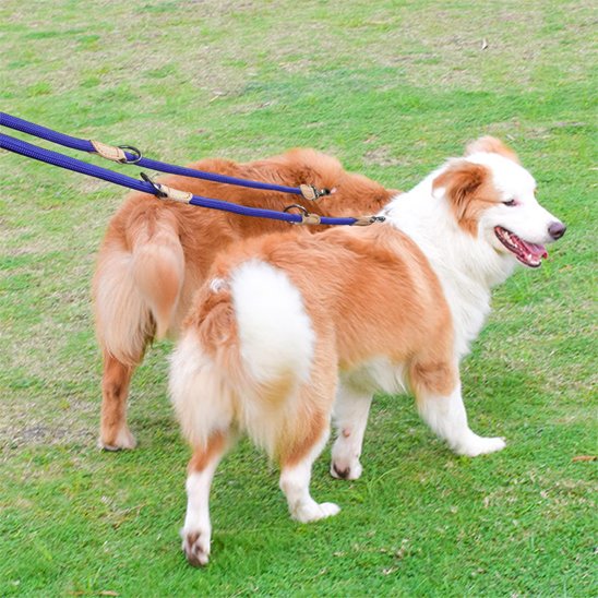 Laisse double pour chien