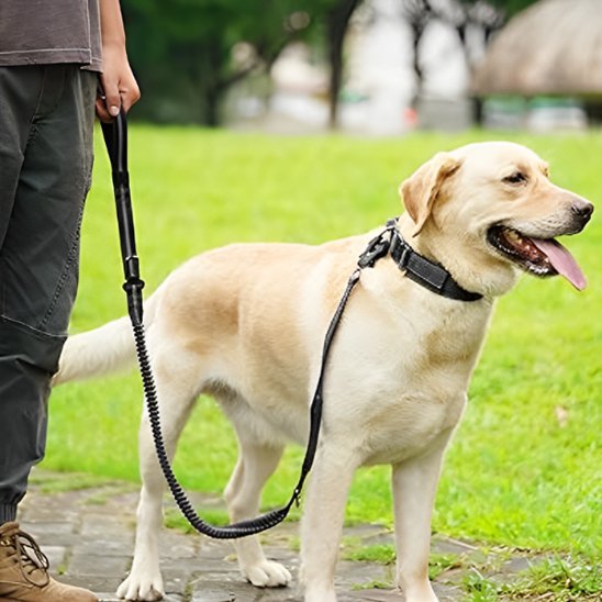 Laisse pour chien