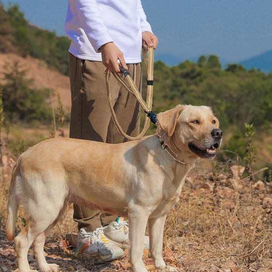 Laisse pour chien