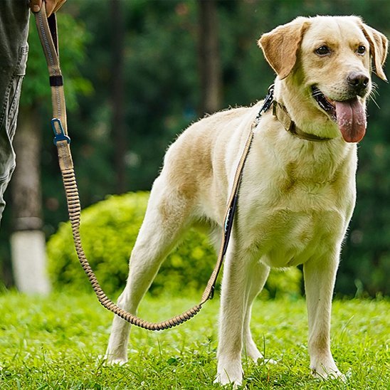 Laisse pour chien