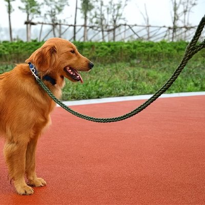 Laisse pour Chien