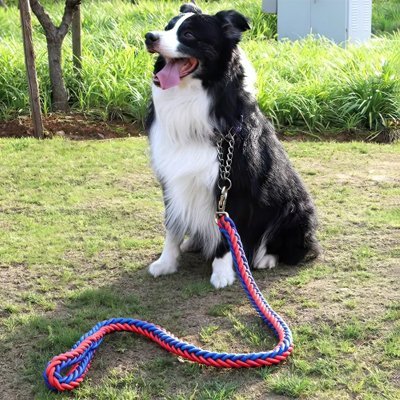 Laisse pour Chien