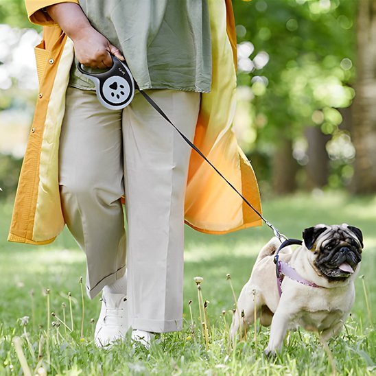 Laisse pour chien