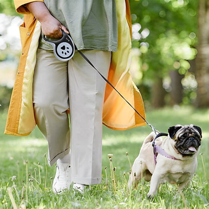 Laisse pour chien