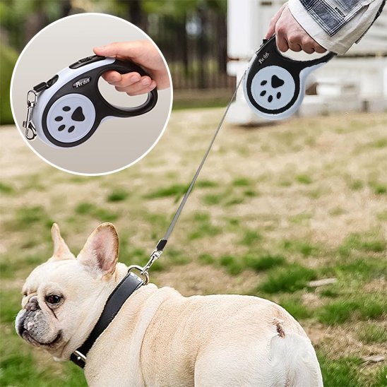 Laisse pour chien