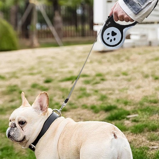 Laisse pour chien