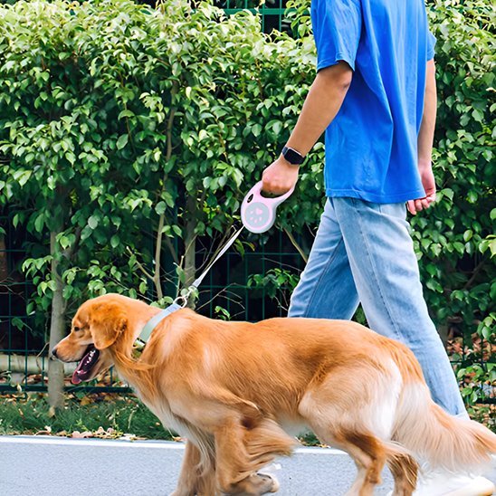 Laisse pour chien