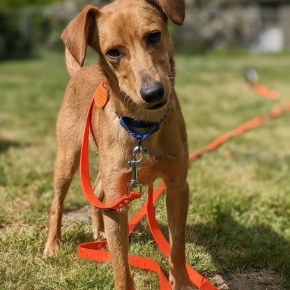 Laisse pour chien