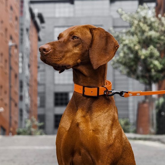 Laisse pour chien