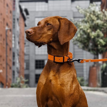 Laisse pour chien