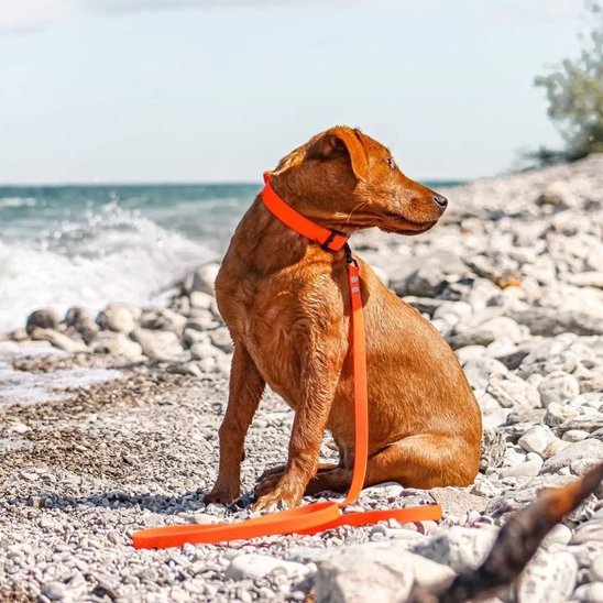 Laisse pour chien
