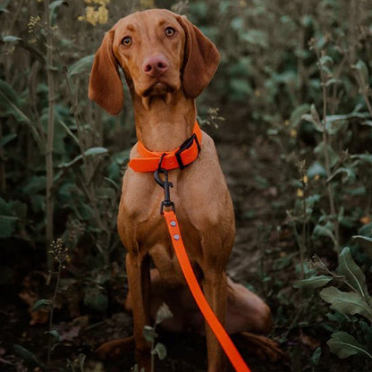Laisse pour chien