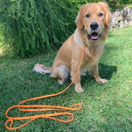 Longe pour chien 