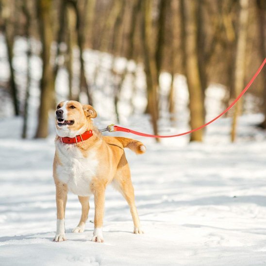 Longe pour chien 