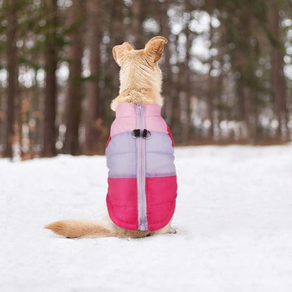 Manteau chien