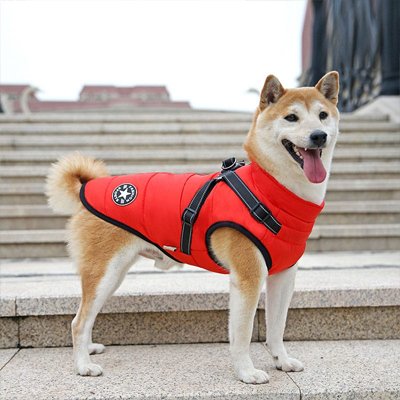 Manteau Chien