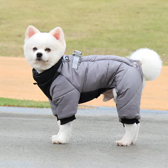 Manteau chien