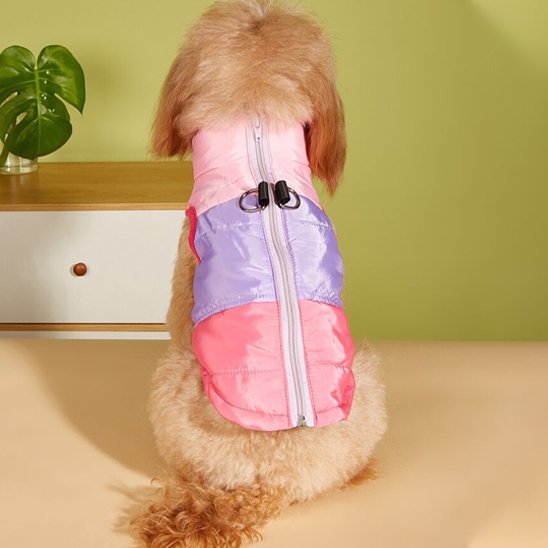 Manteau chien