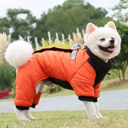 Manteau chien