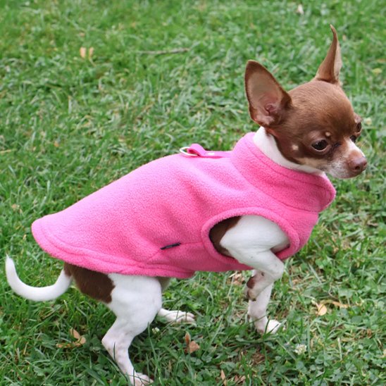Manteau chien