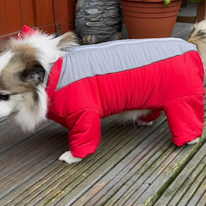 Manteau chien