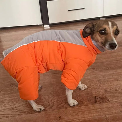 Manteau chien