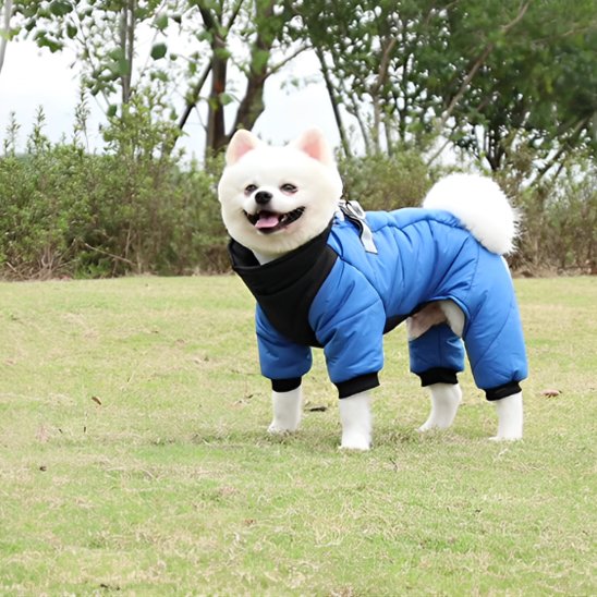 Manteau chien