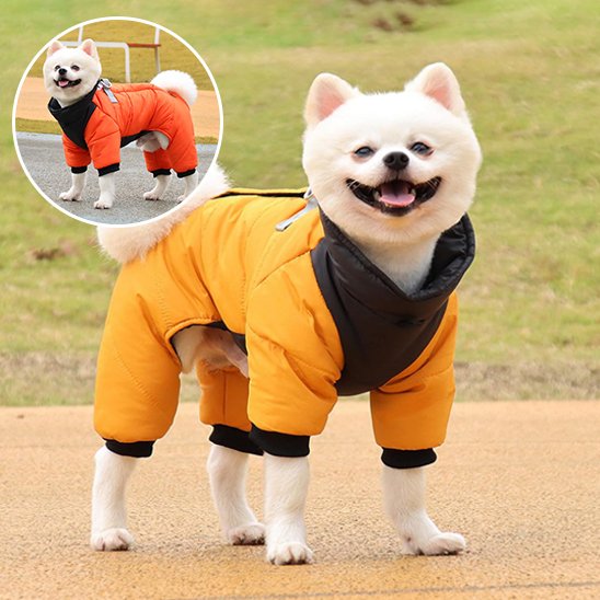 Manteau chien