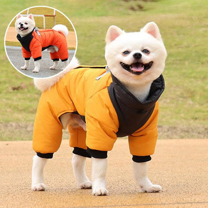 Manteau chien