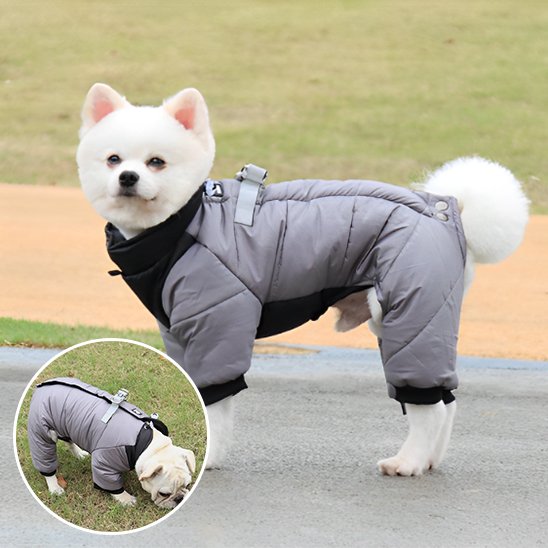 Manteau chien