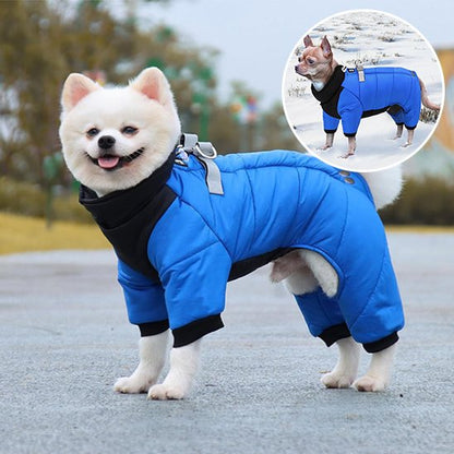 Manteau chien