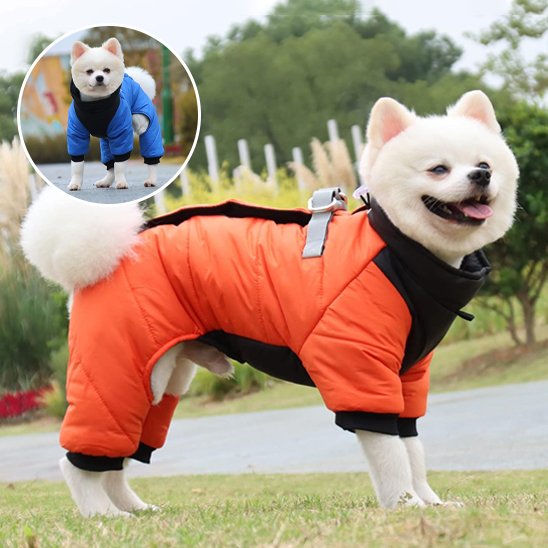 Manteau chien