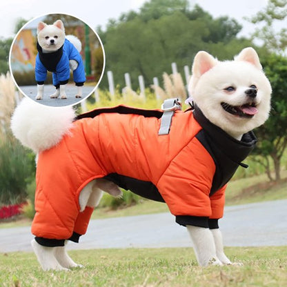 Manteau chien