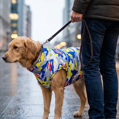 Manteau chien 