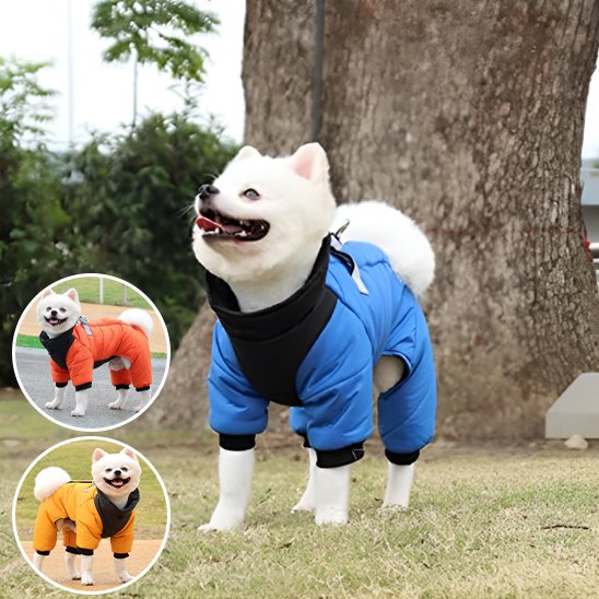 Manteau chien