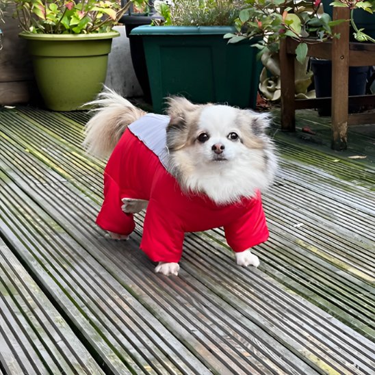 Manteau chien