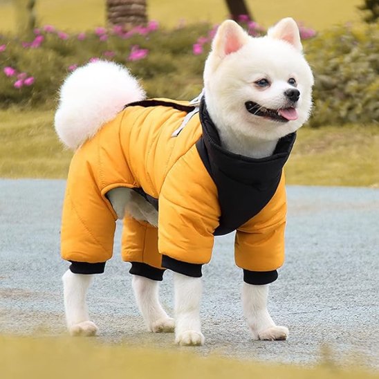 Manteau chien