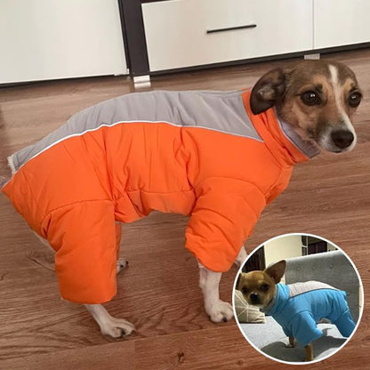 Manteau chien